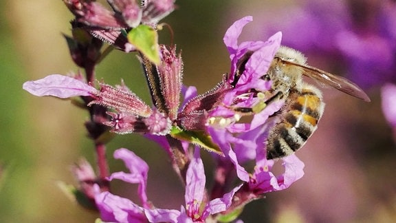 Auf den lilafarbenen Blüten des Blutweiderichs sucht eine Biene nach Nahrung