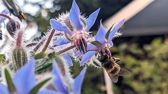 Biene auf einer Borretsch-Blüte