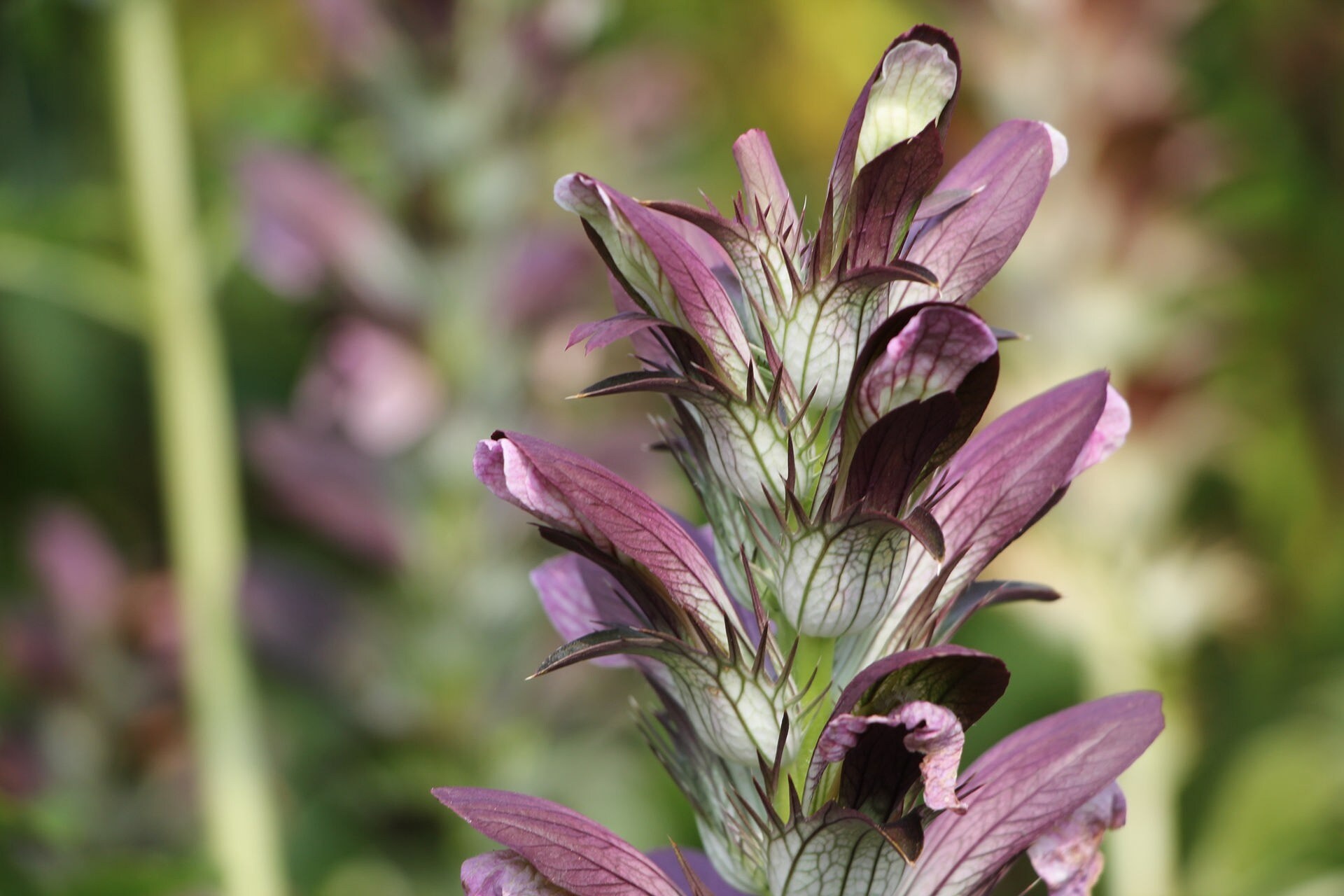 Heilpflanzen und Stauden im Botanischen Garten Lund | MDR.DE