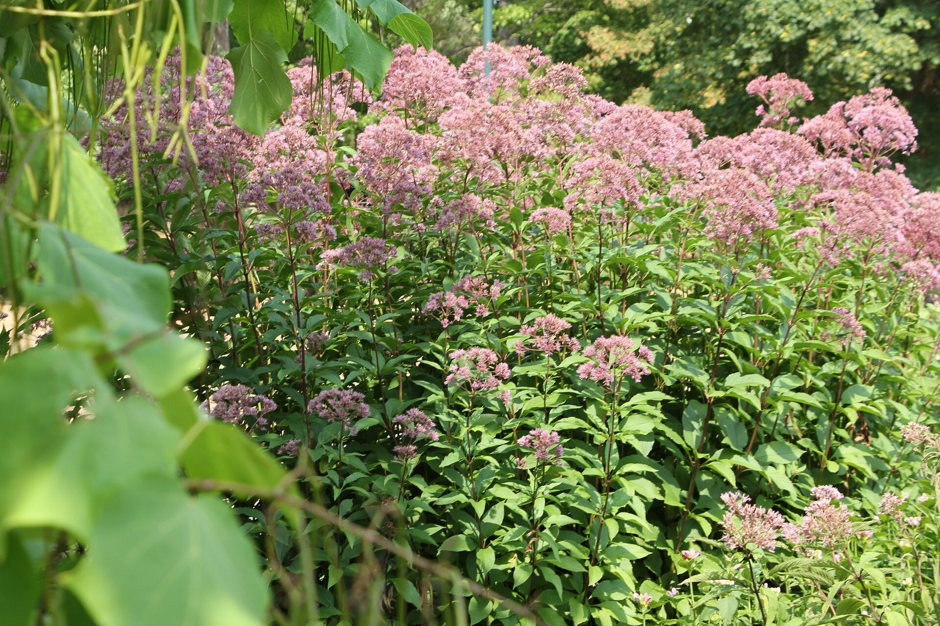 Heilpflanzen und Stauden im Botanischen Garten Lund MDR.DE