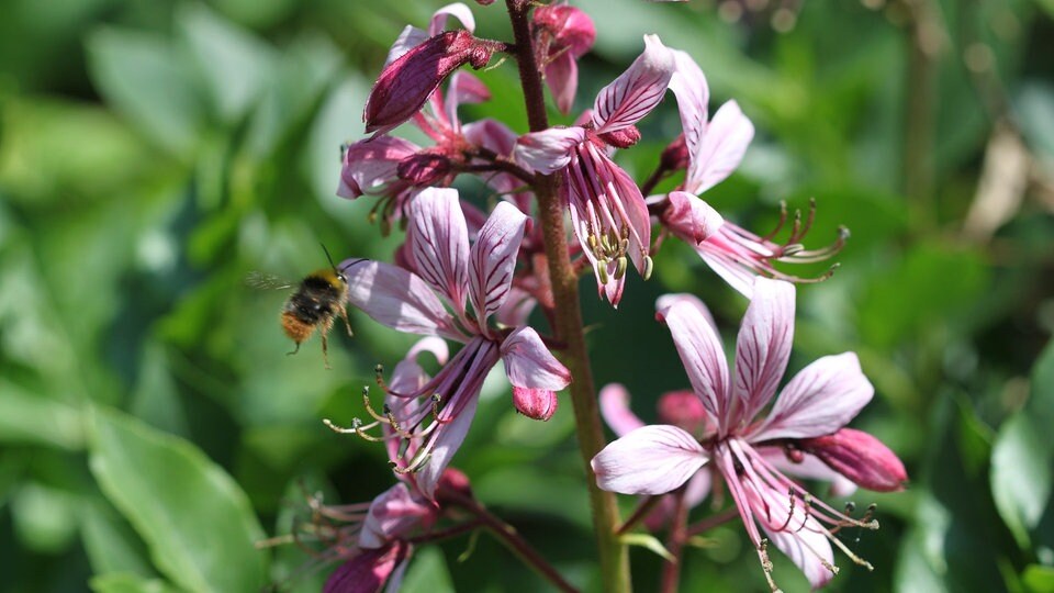 49+ Http Www.mdr.de Mdr-Garten Pflanzen Ziergarten Lenzrosen100.Html,