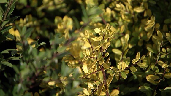 Ilex crenata 'Golden Gem' mit gelben Blättern    