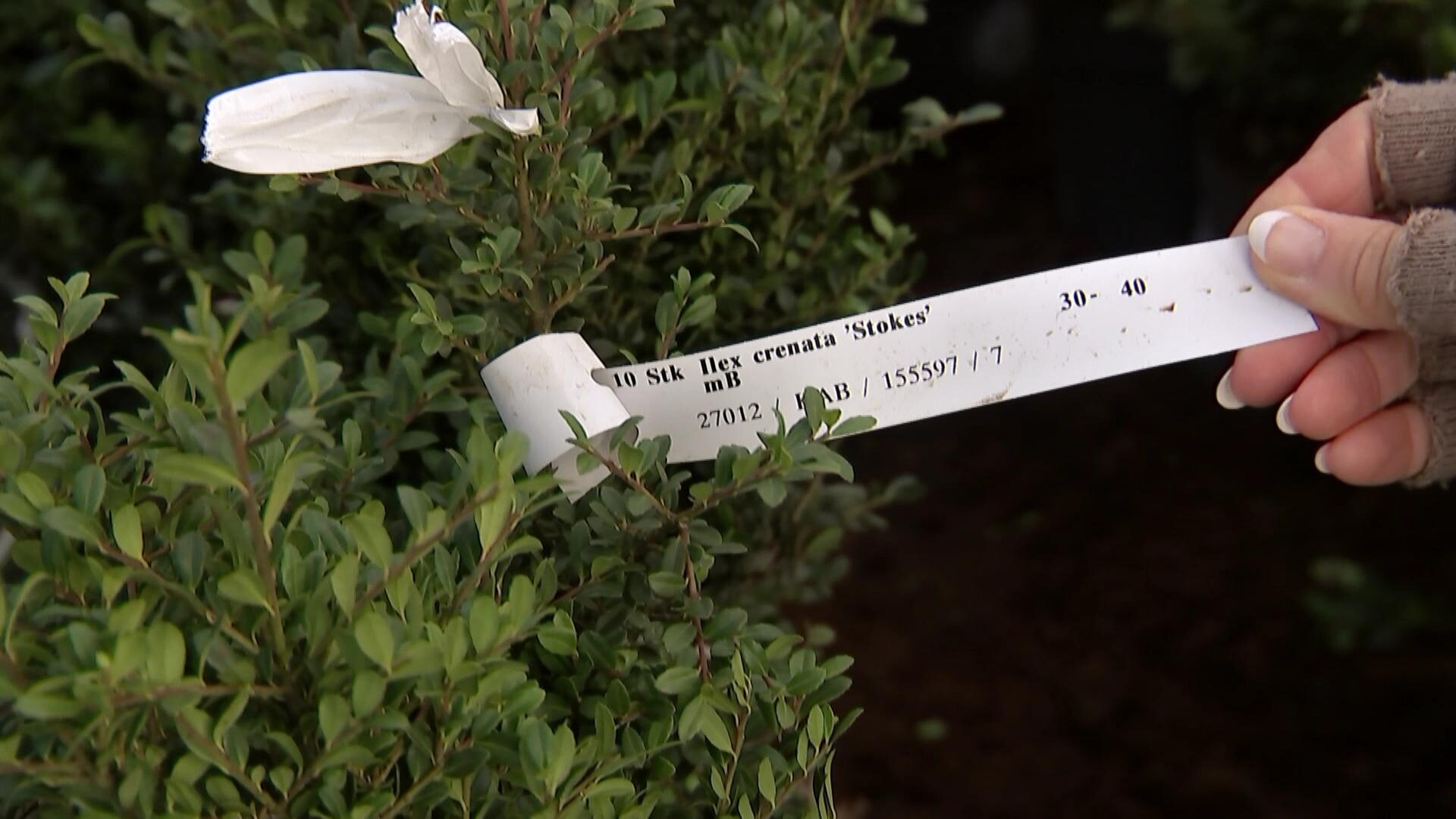Schöne Hecken Alternativen zu Buchs sind Ilex, Eibe und Liguster MDR.DE