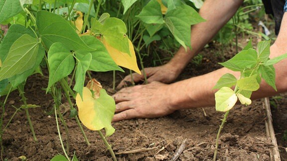 Ein Mann häuft Buschbohnen in einem Gemüsebeet an