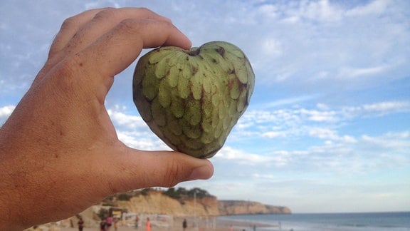 Cherimoya So gedeiht die tropische Pflanze zu Hause MDR.DE