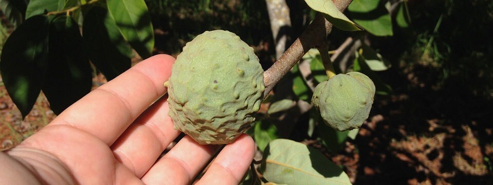 Schneller Versand Exotisches Obst Aus Asien Cherimoya Rahmapfel 10 ...