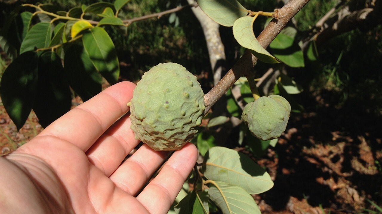 Annona cherimola Cherimoya Pflanze 20cm Rahmapfel Custard-apple Rarität Früchte 