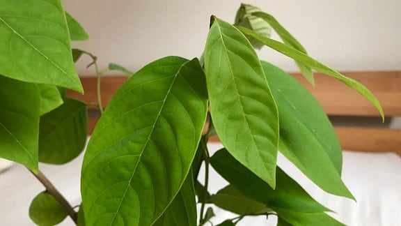 Cherimoya-Pflanze mit länglichen, grünen Blättern   
