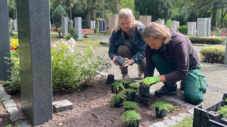 Sonnenliebende Bodendecker für Garten und Friedhof MDR.DE