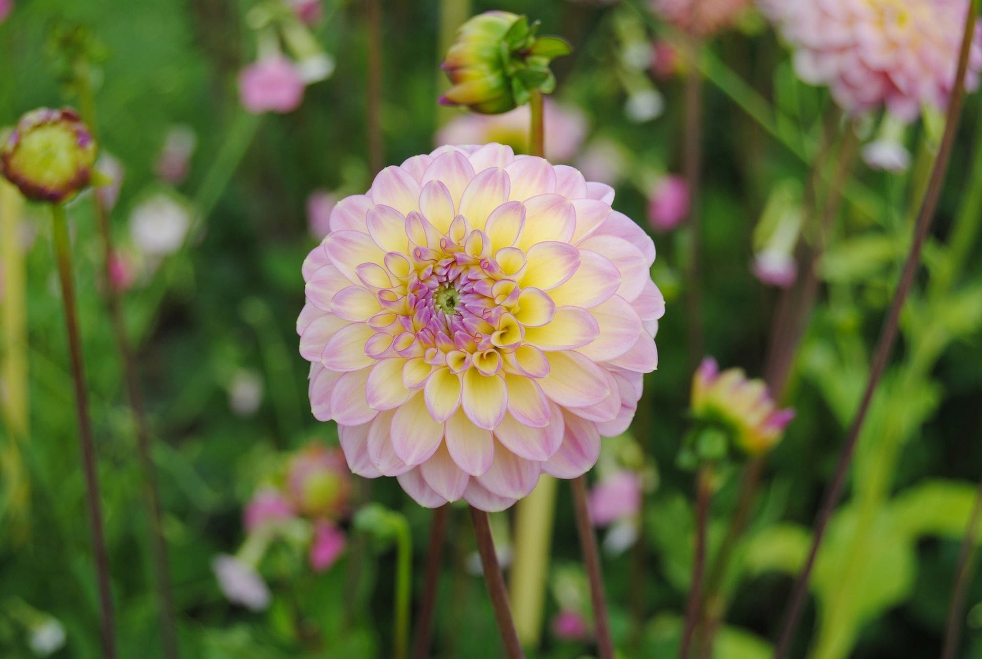Hier sehen Sie die schönsten Dahlien aus dem MDR Garten MDR.DE
