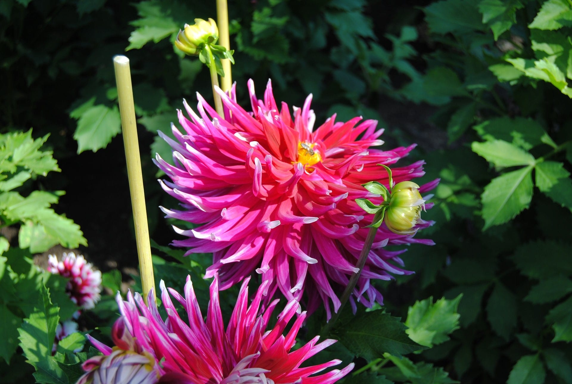 Hier sehen Sie die schönsten Dahlien aus dem MDR Garten MDR.DE