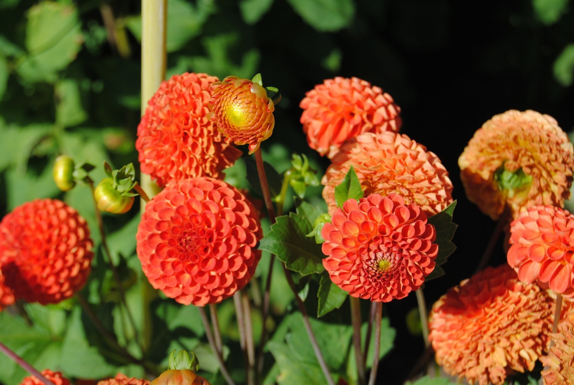 49+ Dahlien Tauschen Garten Pur, Dahlien (gelesen 454 mal)