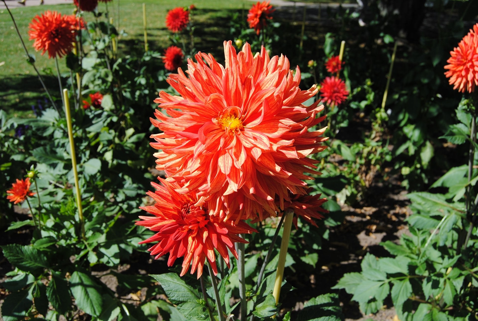 Hier sehen Sie die schönsten Dahlien aus dem MDR Garten MDR.DE