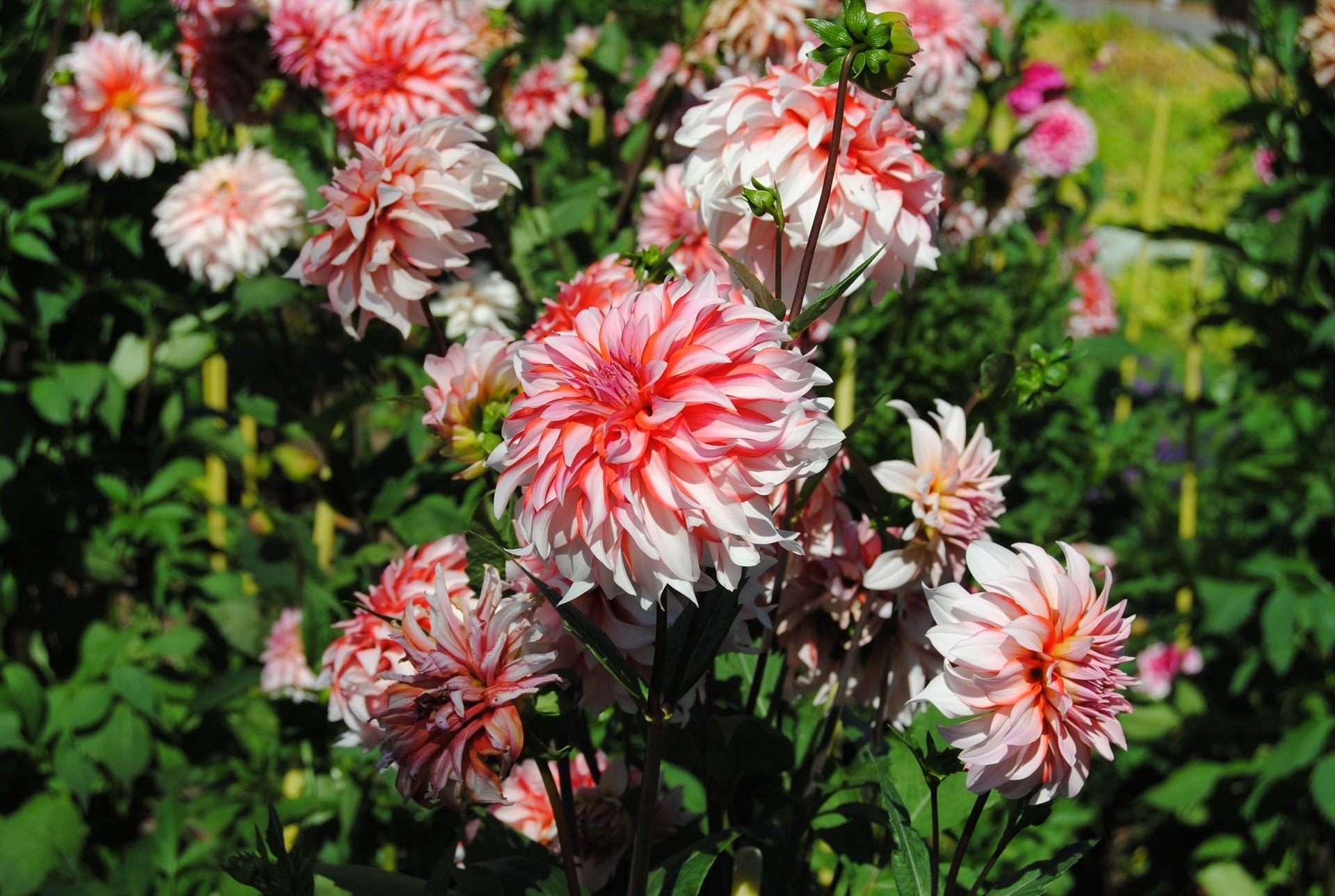 Hier sehen Sie die schönsten Dahlien aus dem MDR Garten MDR.DE