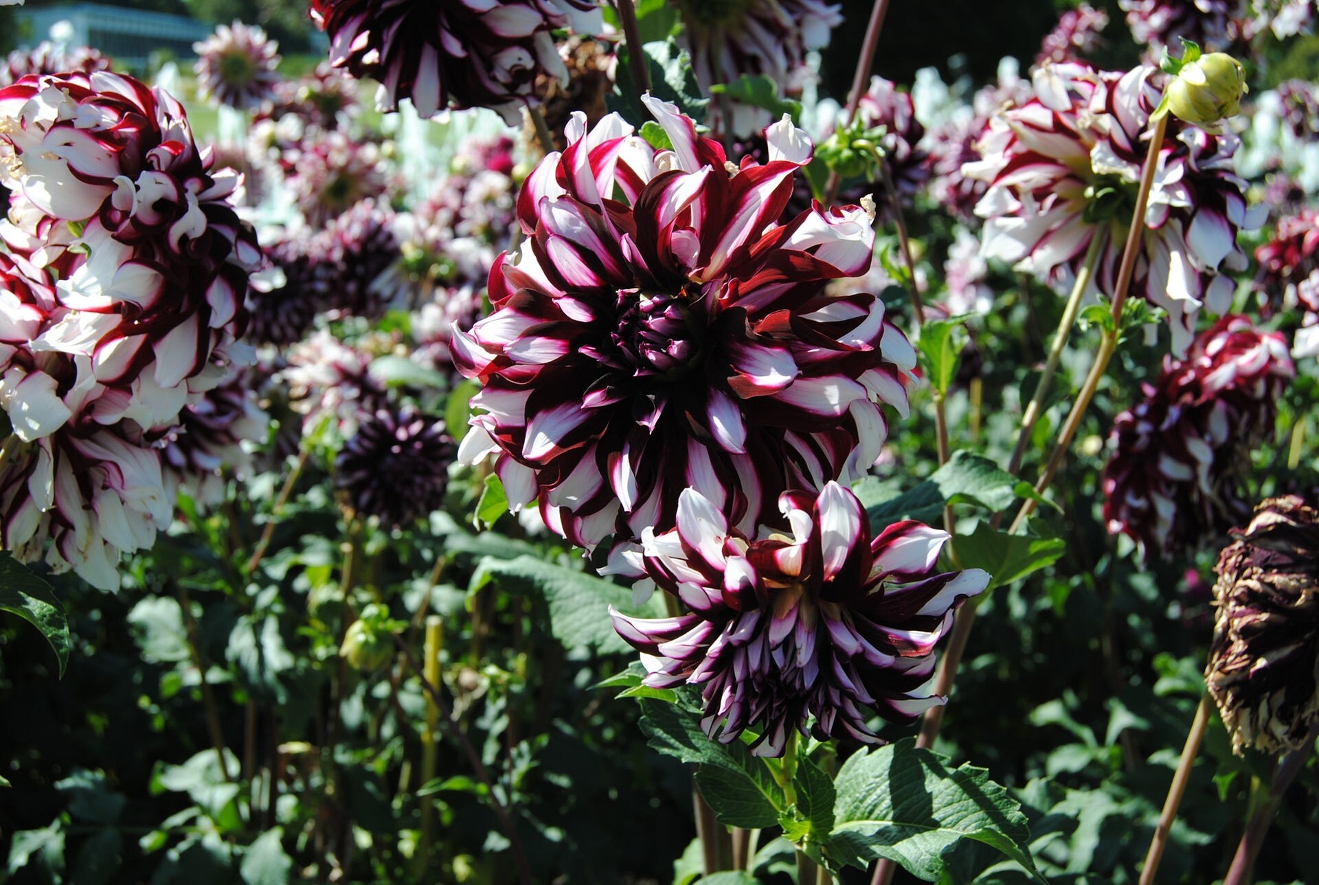 Hier sehen Sie die schönsten Dahlien aus dem MDR Garten MDR.DE