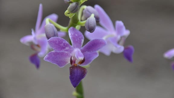 Orchideen  Doritaenopsis-Purple-gem
