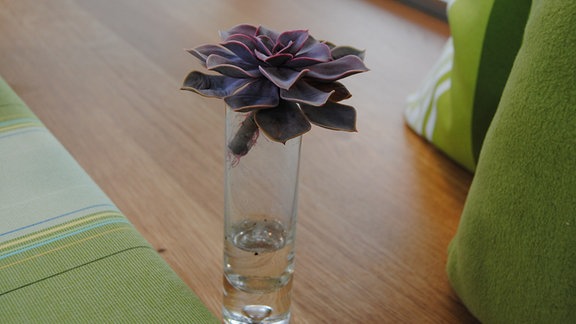 Steckling einer Zimmerpflanze in Glas mit wenig Wasser  