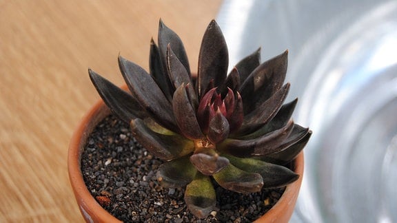 Kleine Topfpflanze mit dunkelgrünen Blättern   