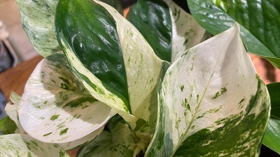 Weiß-grüne Blätter der Efeutute Epipremnum aureum 'Manjula'