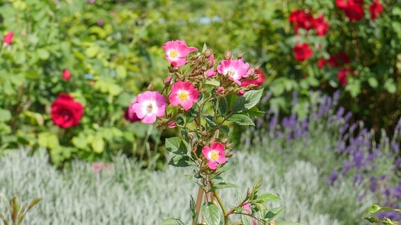 Eine Rose mit vielen ungefüllten rosafarbenen Blättern