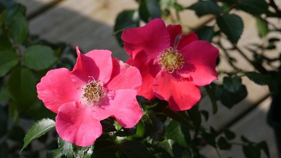 Die wichtigsten Antworten zu Rosen auf dem Balkon und im Garten MDR.DE