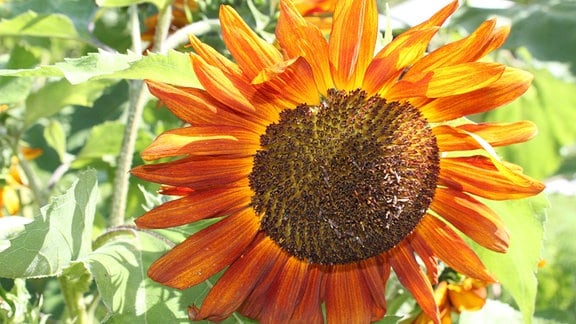 einjährige rötliche Sonnenblume