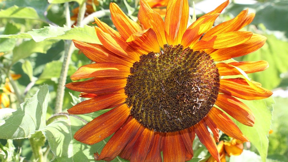 Einjaehrige Sonnenblumen pflanzen und pflegen