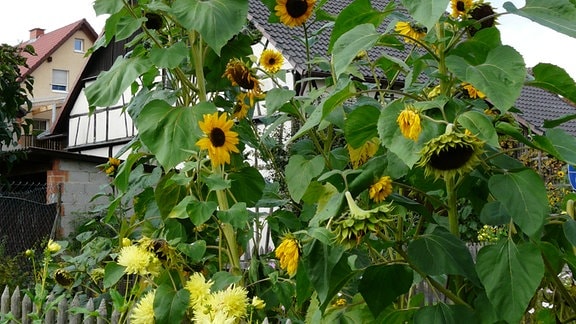 Sonnenblumen an einem Zaun vor einem Haus