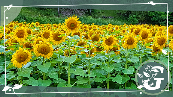 Sonnenblumenfeld mit einjährigen Sonnenblumen; Grafik Brigittes Wochentipp