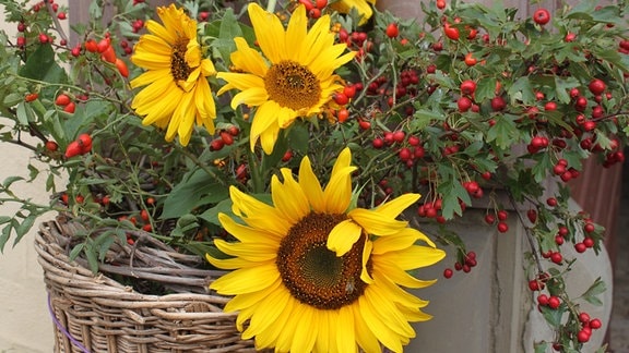 einjährige Sonnenblumen im Kübel