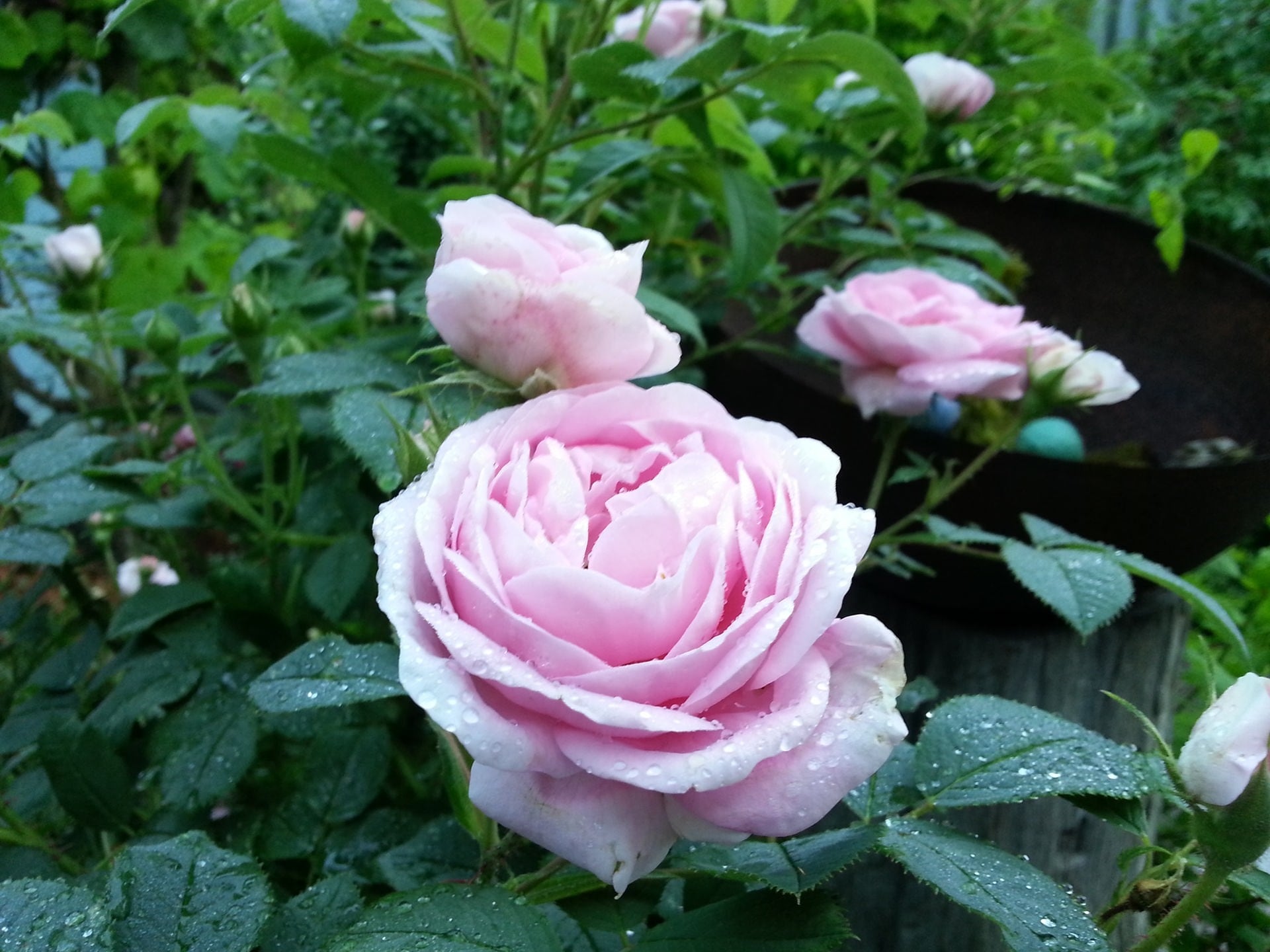 Alte Rosen eine Auswahl MDR.DE