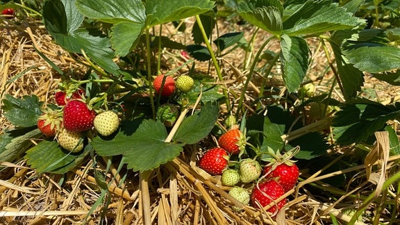 Erdbeeren wachsen mit Strohunterlage auf einem Feld in Franken (Erdbeerhof Zehelein-Schemm).