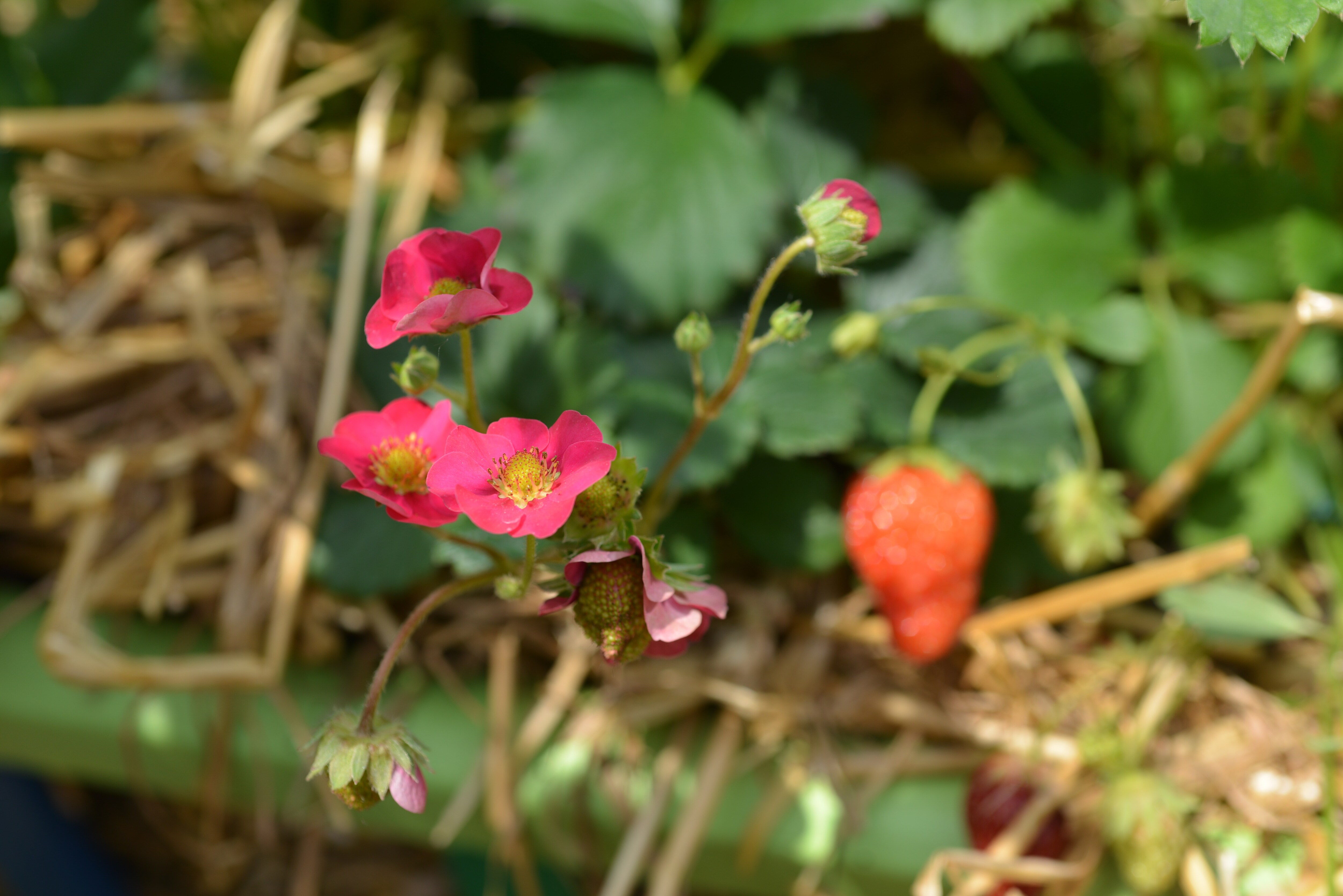 Erdbeeren Empfehlenswerte Sorten MDR.DE