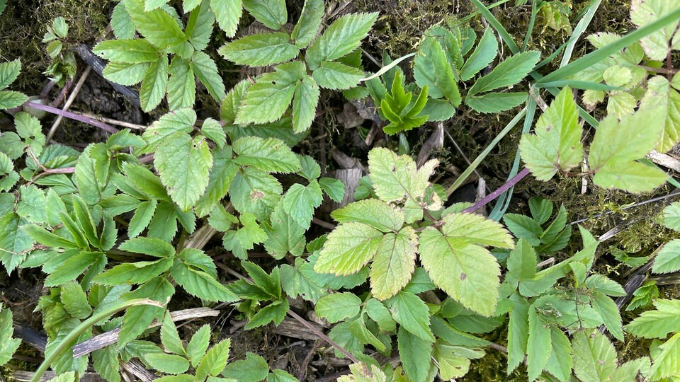 Giersch im Garten bekämpfen MDR.DE