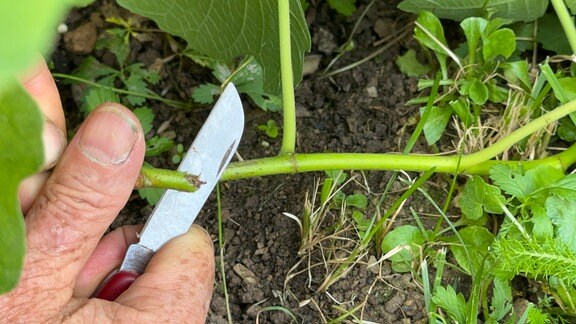 Mit einem Messer wird ein Feigenzweig angeschnitten.