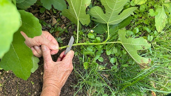 Mit einem Messer wird ein Feigenzweig angeschnitten.