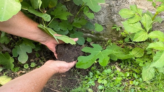 Eine Frau hat Gartenerde in der Hand und gibt diese auf einen Feigenzweig.