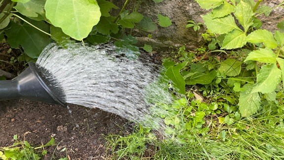 Mit einer Gießkanne mit Brause wird eine Stelle im Garten gegossen.