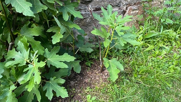 Ein junger Feigenbaum in einem Gartenbeet.