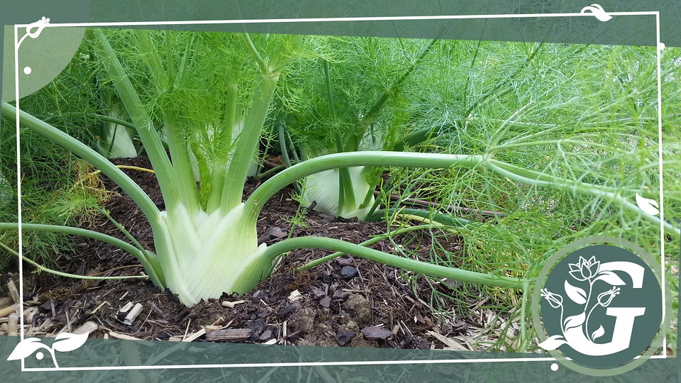 Fenchel im Garten anbauen MDR.DE