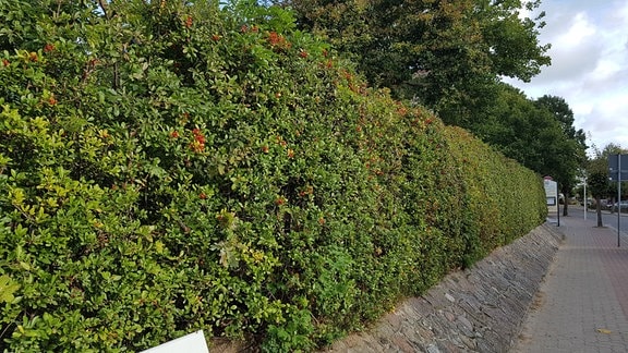 Eine Hecke aus Feuerdorn.