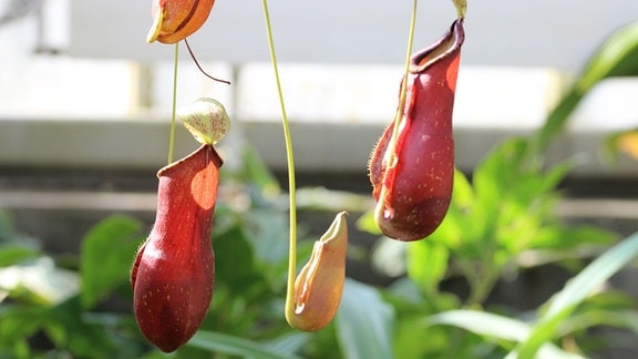 Fangapparate des Kannenstrauches (Nepenthes-maxima), einer fleischfressende Pflanze aus den Tropen
