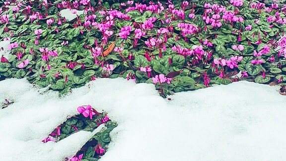 Rosafarbene Vorfrühlingsalpenveilchen gucken unter einer Schneedecke hervor.