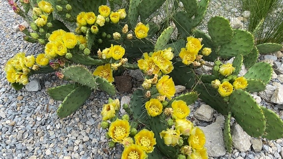 Ein blühender Opuntien-Kaktus wächst in einem Beet vor dem Danakil-Haus im Egapark Erfurt.