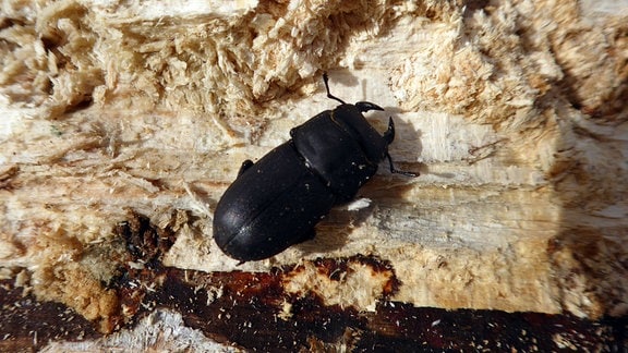 Ein Balkenschröter-Käfer auf einem Stück Holz.