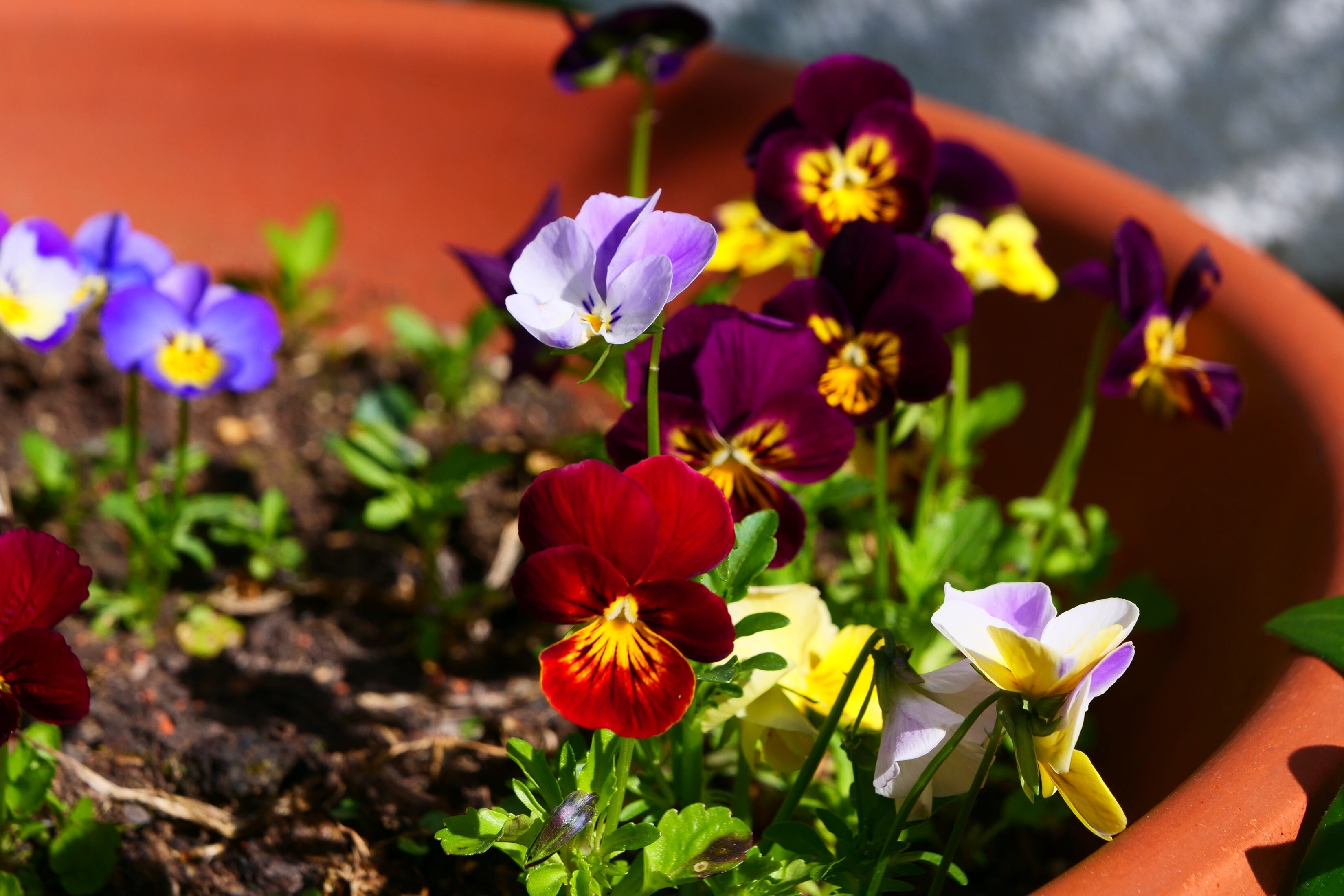 Frühblüher für den Blumenkasten Welche vertragen Frost, welche nicht