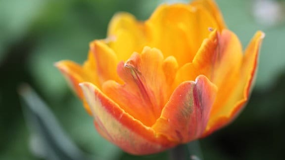 orangene Tulpe in Nahaufnahme