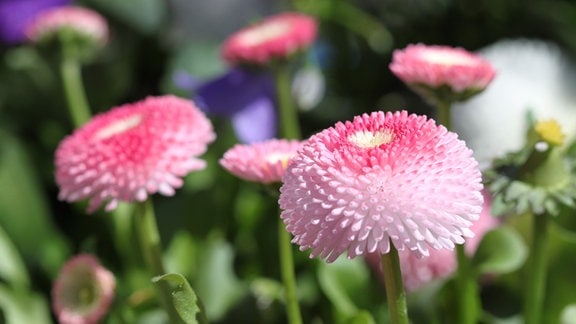 rosafarbene Gartegänseblümchen im Garten