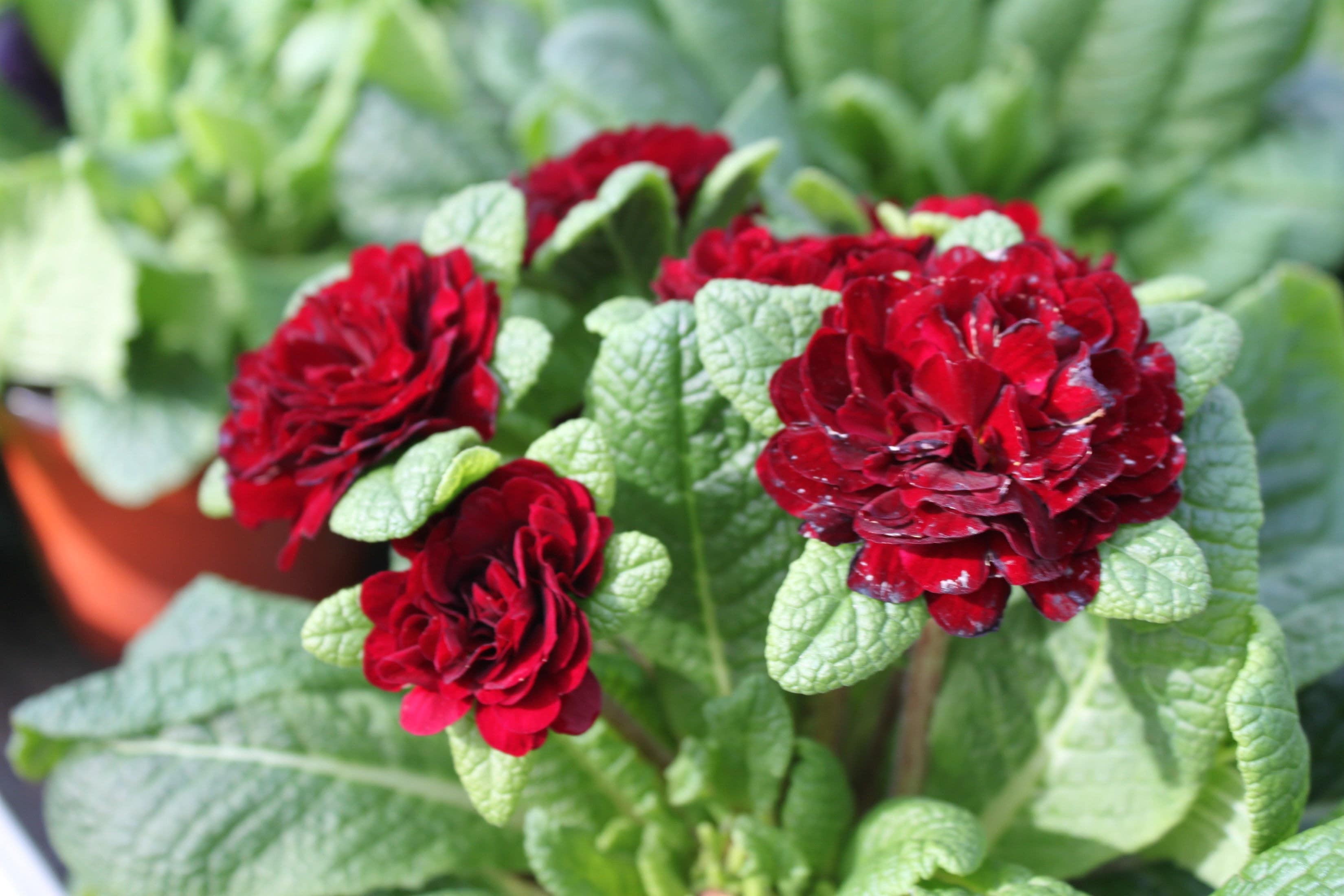 Frühblüher für den Blumenkasten Welche vertragen Frost, welche nicht