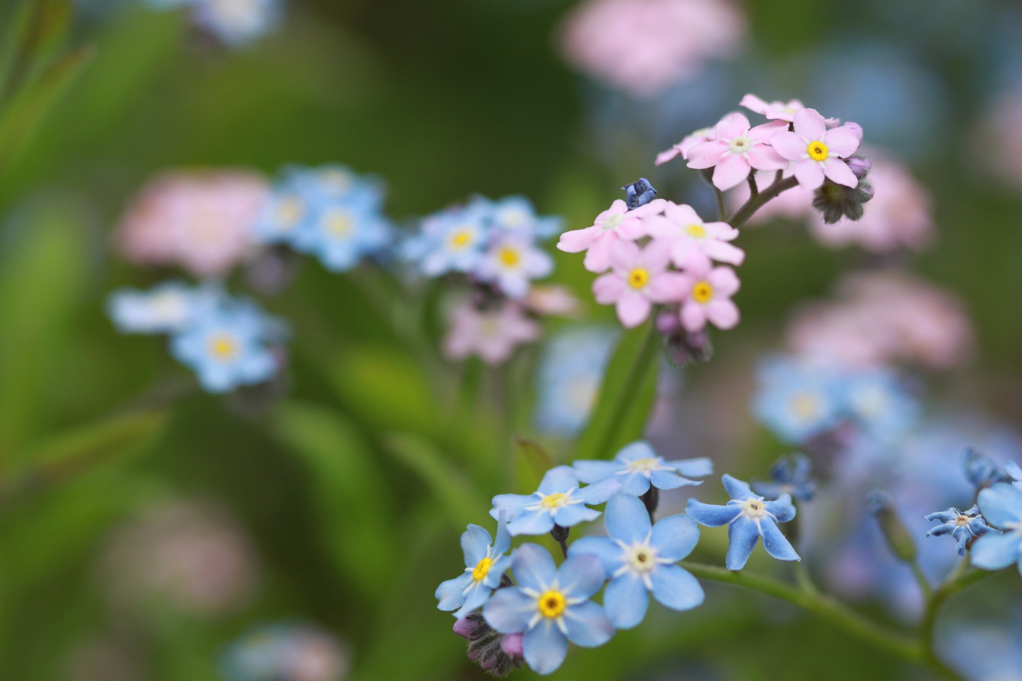 Frühblüher für den Blumenkasten Welche vertragen Frost, welche nicht
